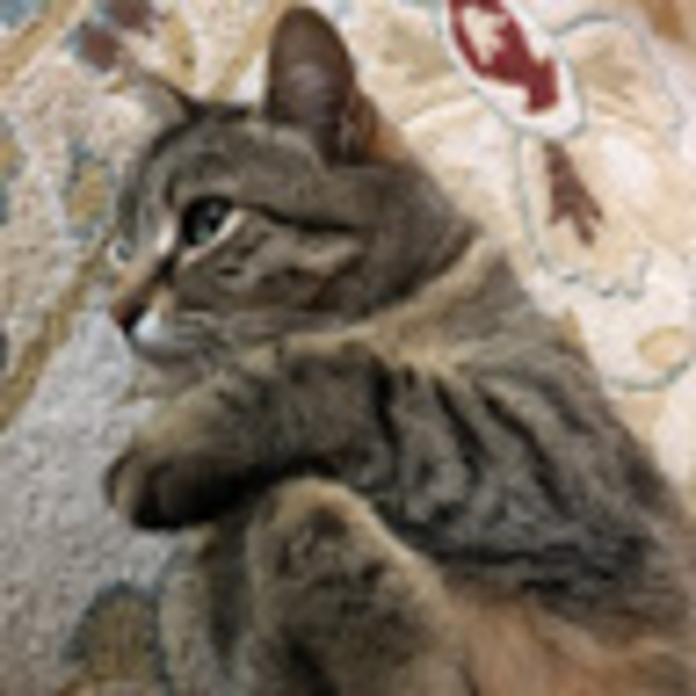 Meet your Posher, Ella